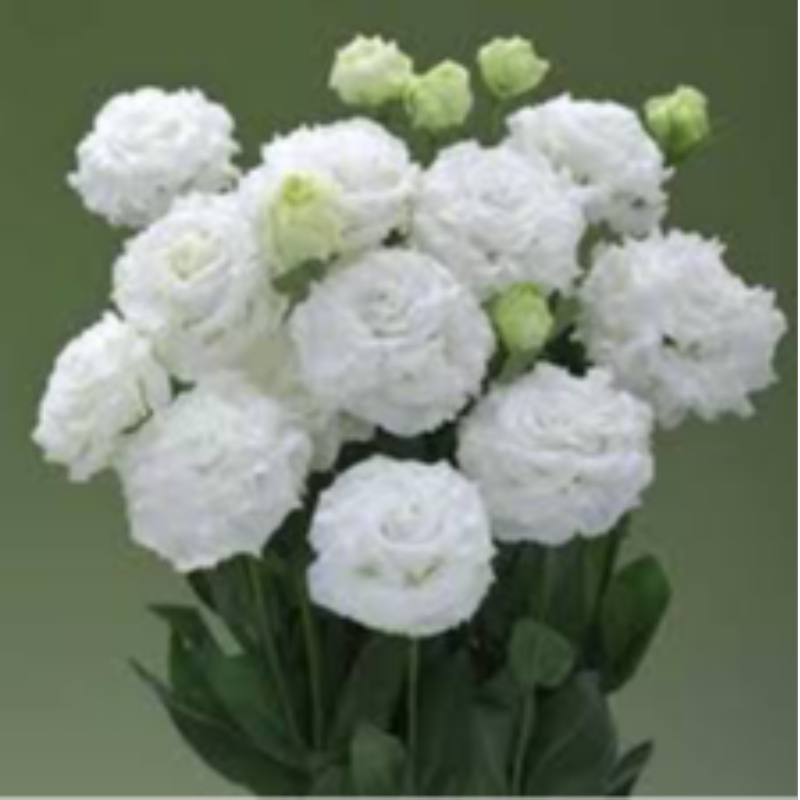 1005 Lisianthus Corelli Sugoi Mix