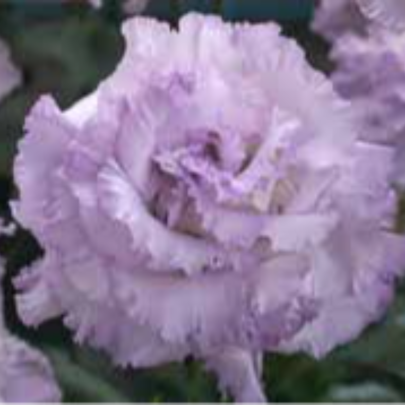 1005 Lisianthus Corelli Sugoi Mix