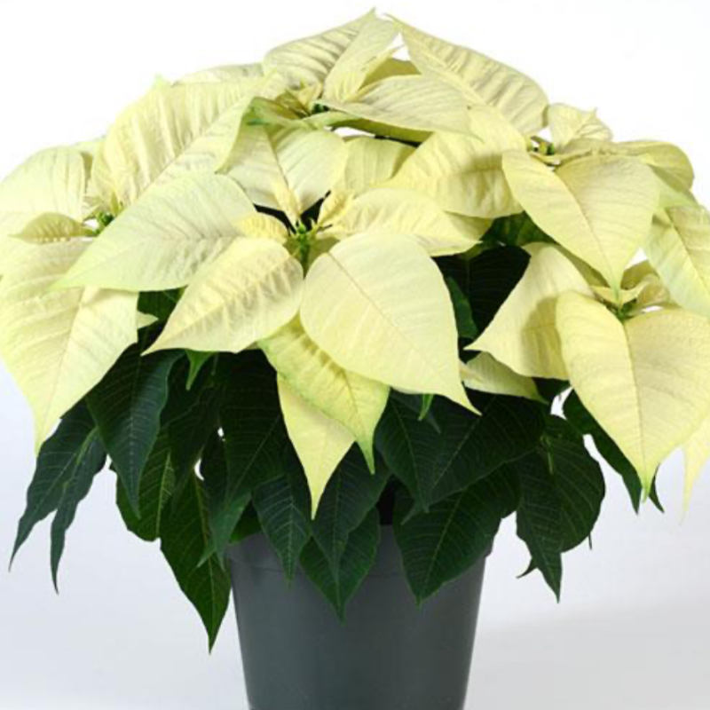 10" White Poinsettia 