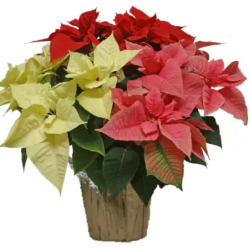 10" Mixed Poinsettia