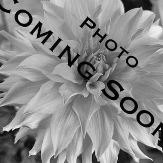 Bloomquist Peach Sorbet