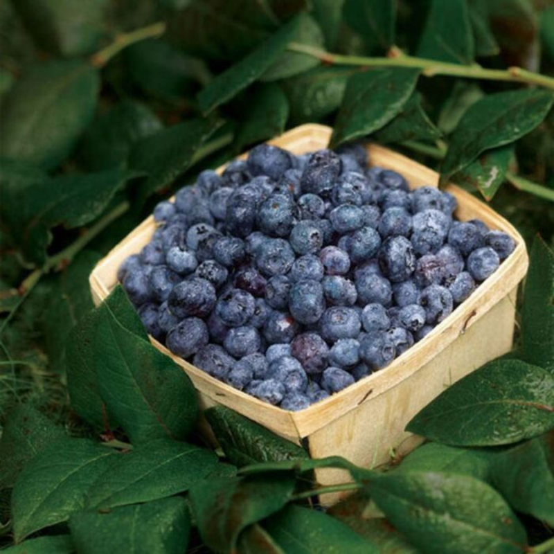 BLUEBERRY (BAR) - PUN