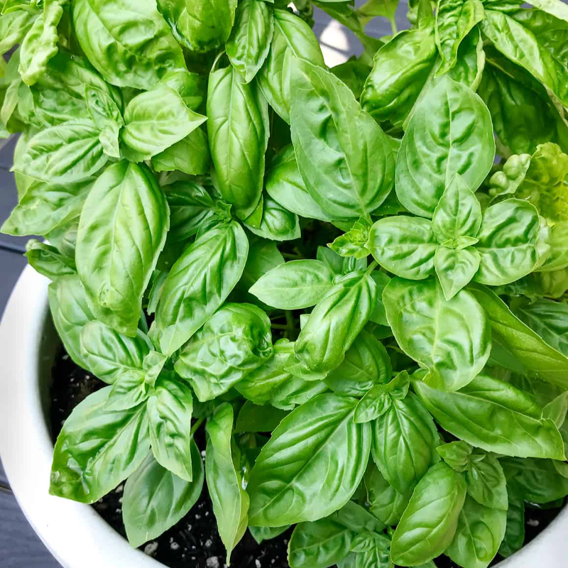 HERB BASIL FRESH - 50GM/PKT