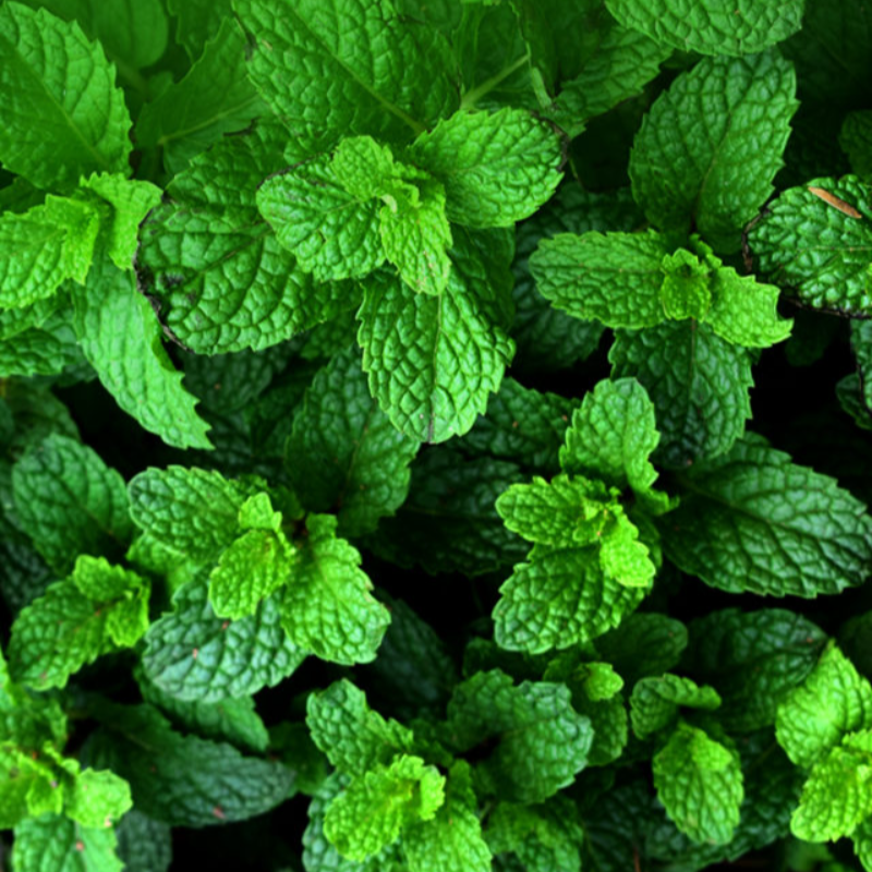 MINT LEAVES (BAR)