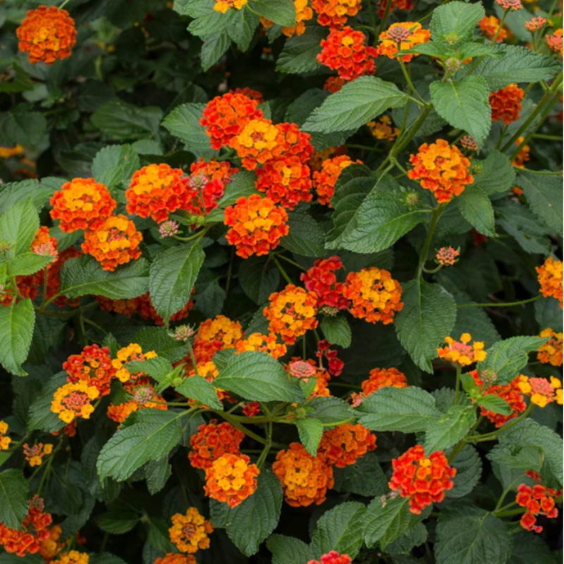 Lantana (sun) Main Image