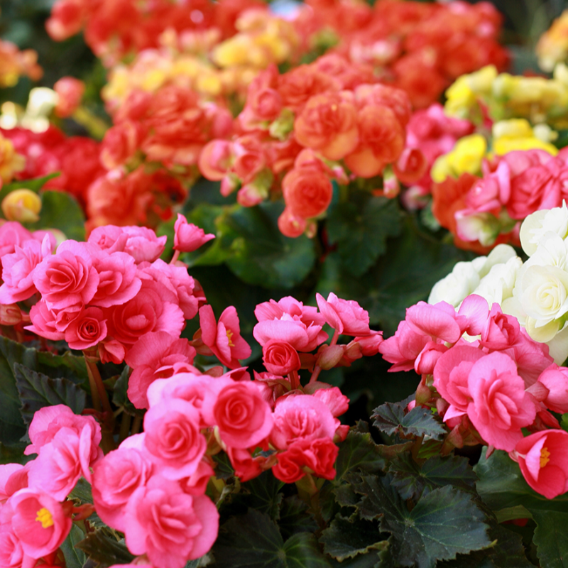 Reiger Begonia (shade) Main Image