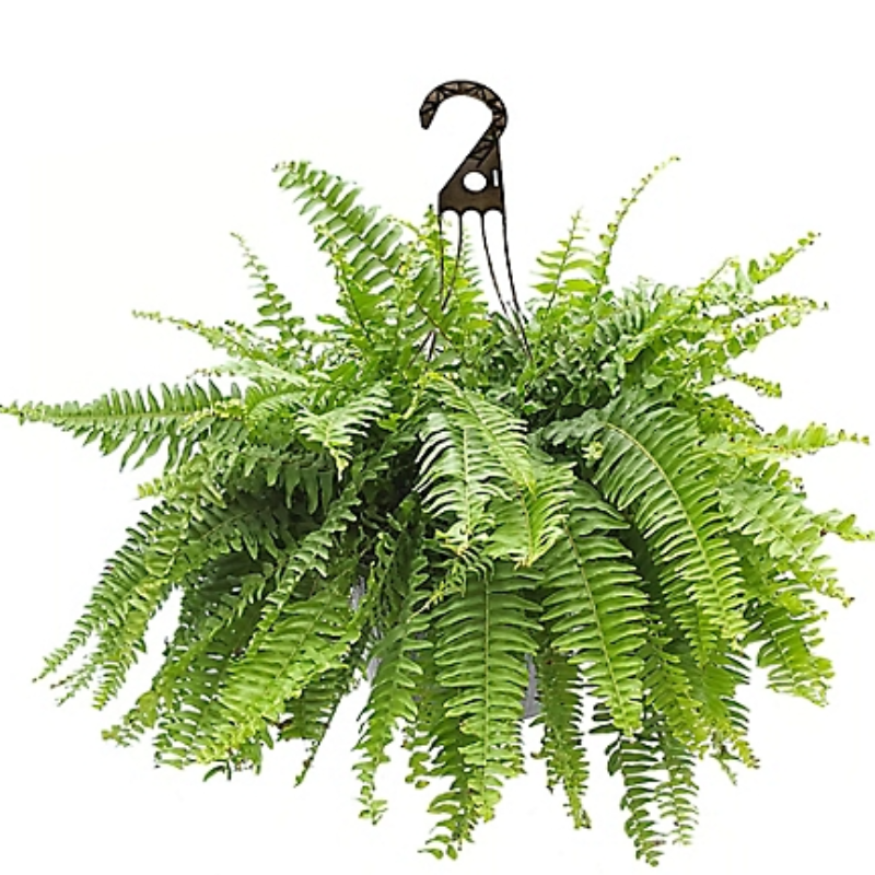 Boston Fern (Sun/Shade) Main Image