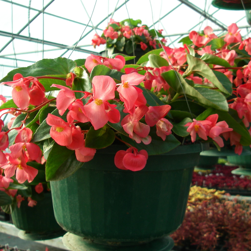 Dragon Wing Begonia (Part Sun/Shade Main Image