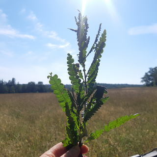 Dried Herbs, Sweet Fern