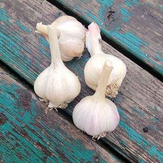 2023 Garlic Harvest