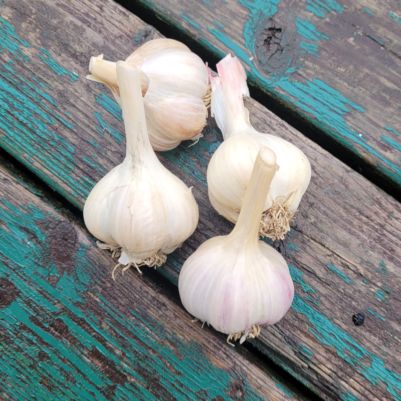 2023 Garlic Harvest Main Image