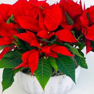 12” Round Poinsettia Bowl- Red/White/Pink Combo