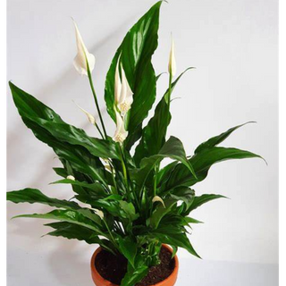 PEACE LILY