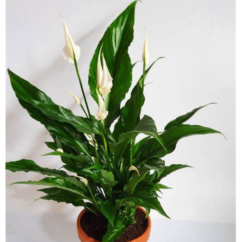 PEACE LILY Main Image