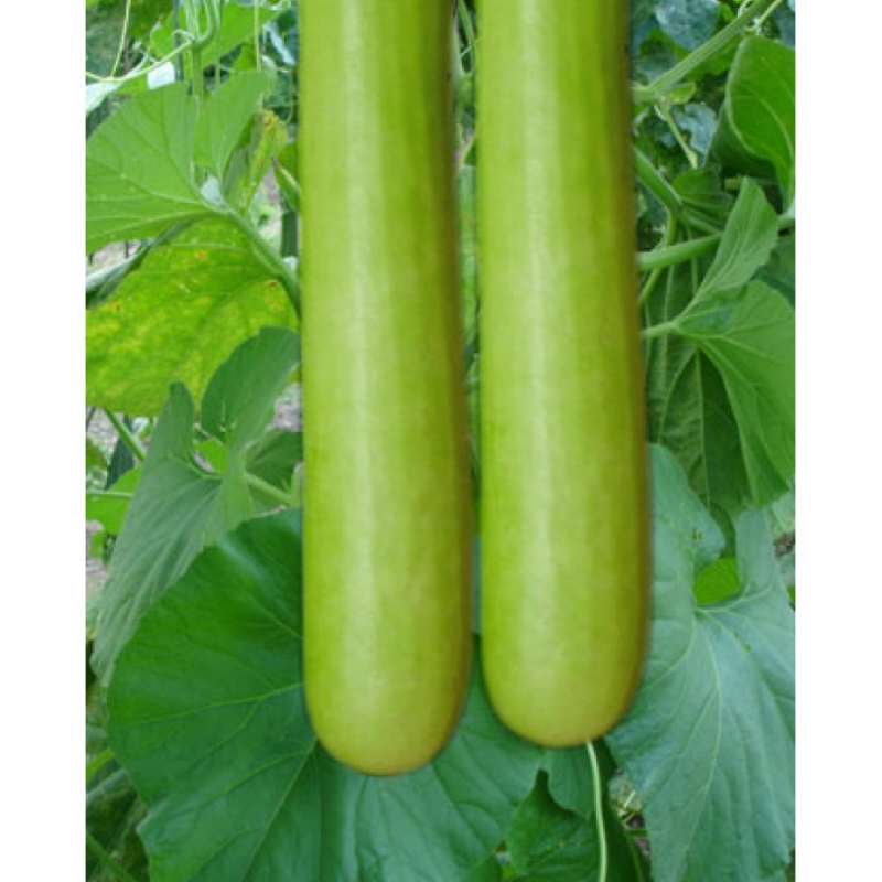 BOTTLE GOURD GHEEYA Main Image