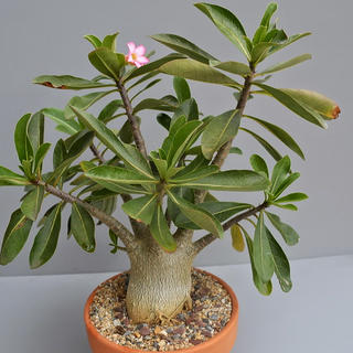 ADENIUM