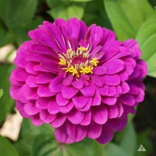 ZINNIA PURPLE