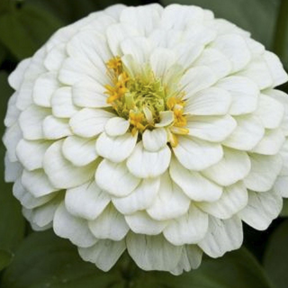 ZINNIA WHITE