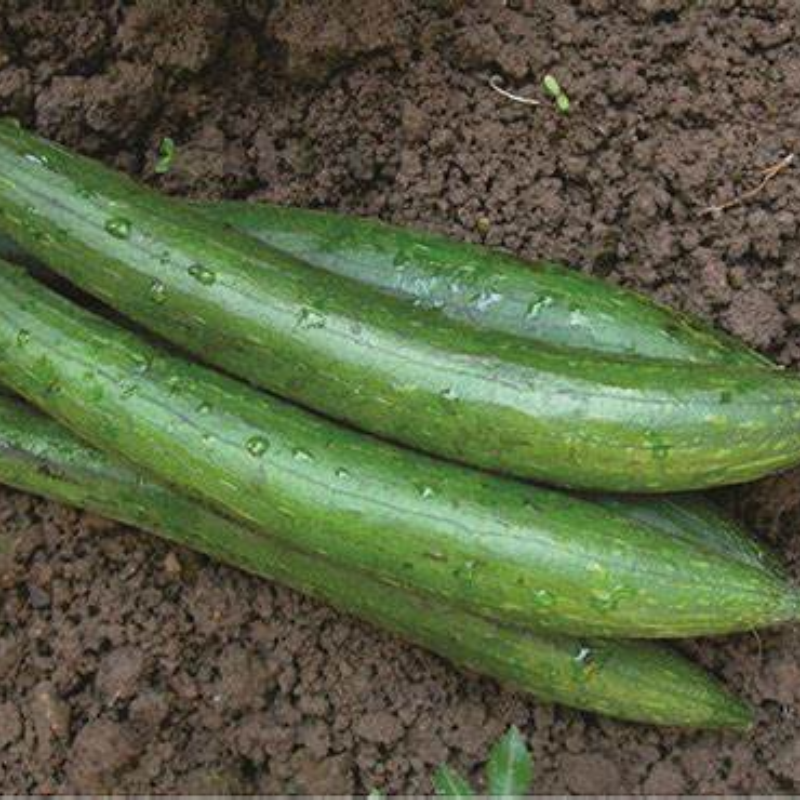 SPONGE GOURD Main Image