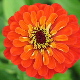 ZINNIA ORANGE