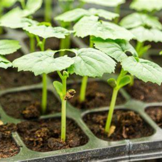 VEGETABLE SAPLINGS