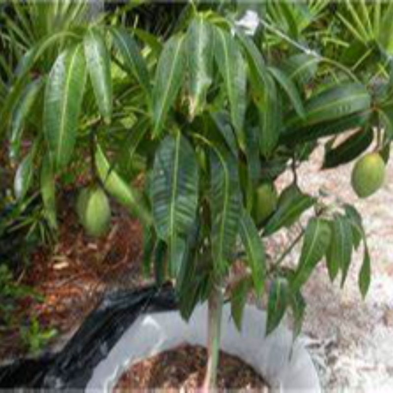 MANGO PLANT Main Image