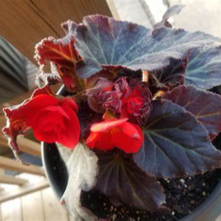 BEGONIA BERGISTA