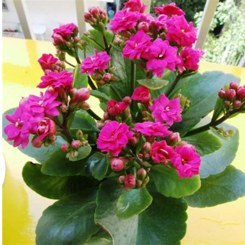 KALANCHOE Main Image