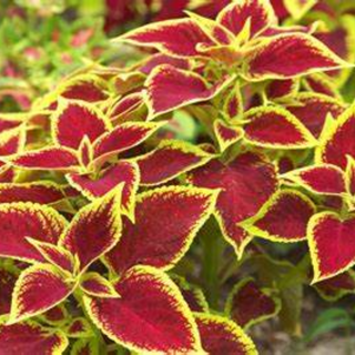 COLEUS