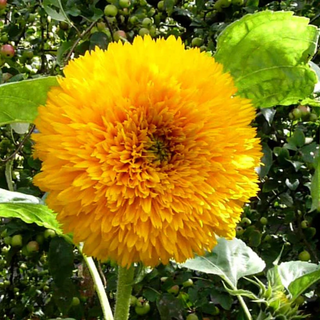 SUNFLOWER SUNGOLD