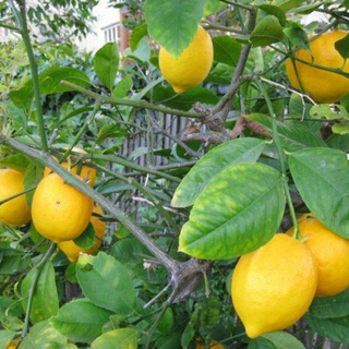 NIMBU (LEMON)