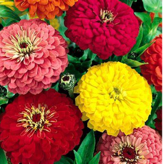 ZINNIA