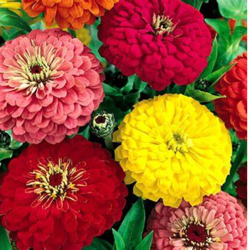 ZINNIA Main Image