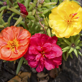 PORTULACA