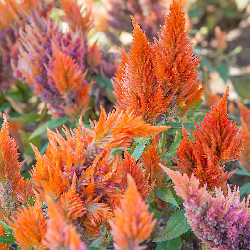 CELOSIA Main Image