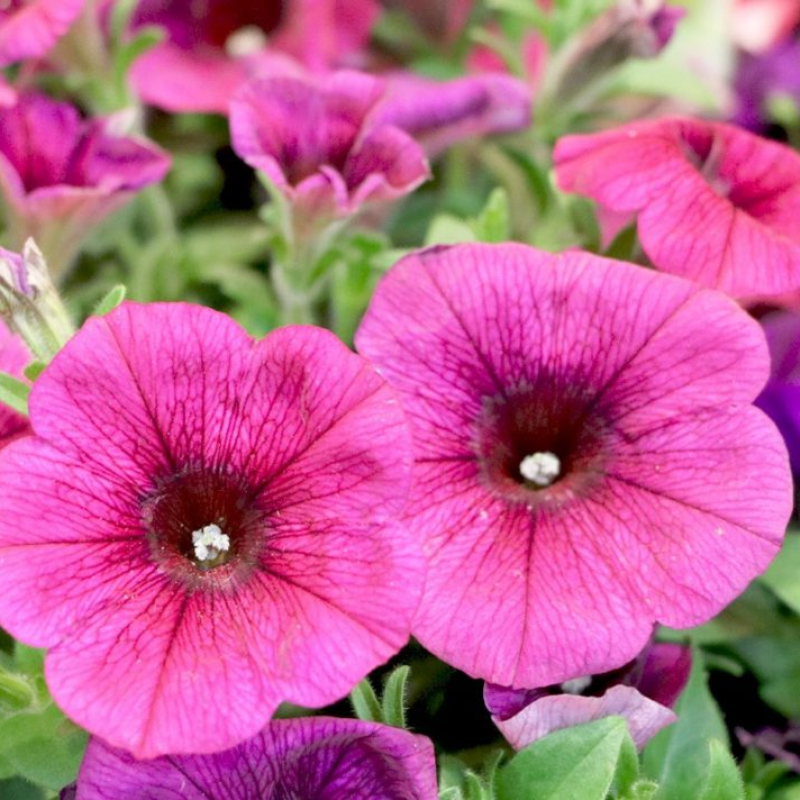 PETUNIA Main Image