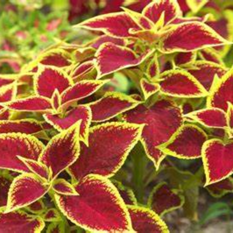 COLEUS Main Image