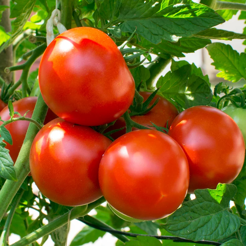 TOMATO Main Image