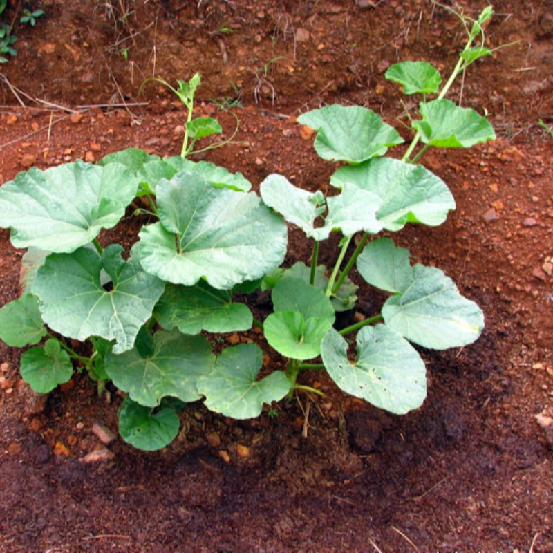 BOTTLE GOURD (GHEEYA) Main Image