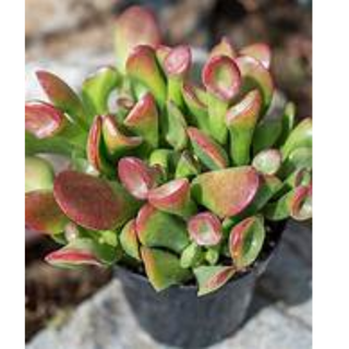 CRASSULA