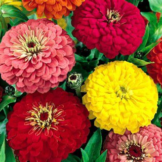 ZINNIA MIX