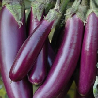 BRINJAL LONG