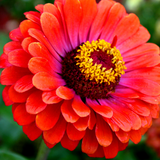 ZINNIA RED