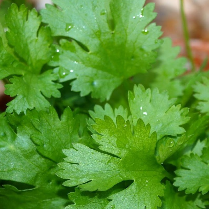 CORIANDER Main Image