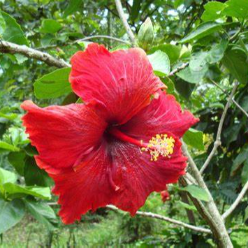 HIBISCUS Main Image