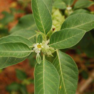 HERB PLANTS