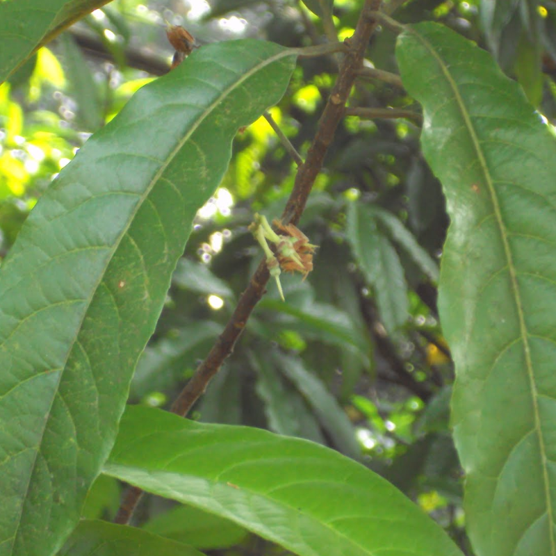 RUDRAKSHA Main Image