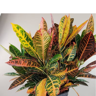 CROTON PETRA