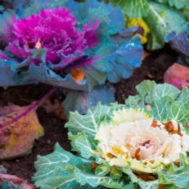Cabbage- white or purple