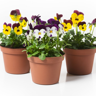 6.5" Pansy Pot